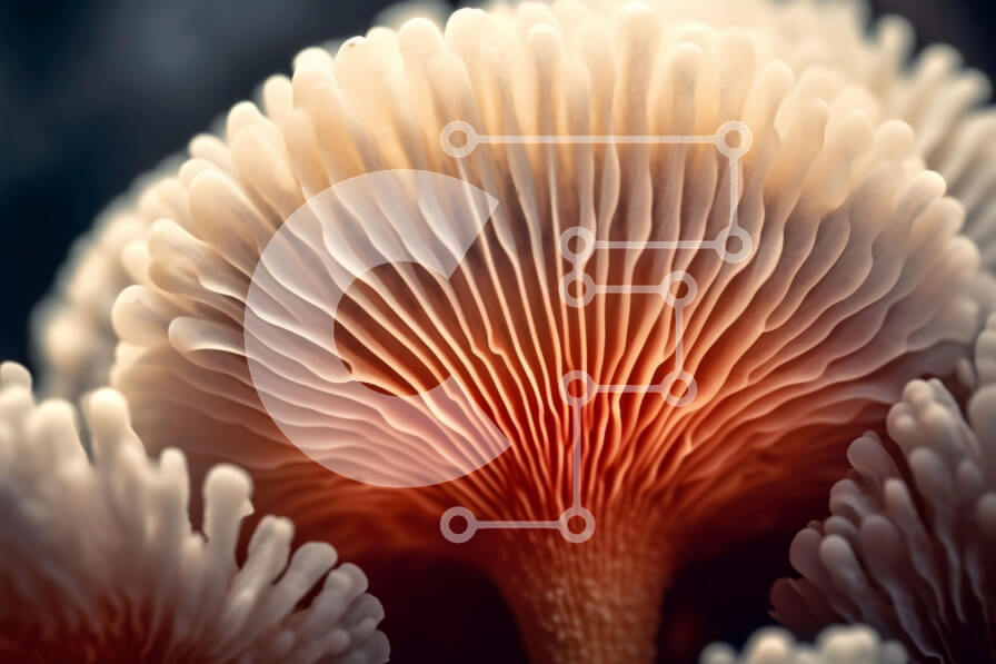 Intra Συλλεκτικό Ξύλινο Παζλ Plywood  4mm - Όμορφη εικόνα λευκού μανιταριού με πορτοκαλί βράγχια και καφέ καπάκι Σε Ξύλινο Κουτί - Διαστάσεις: 10x10 cm – 25 κομμάτια