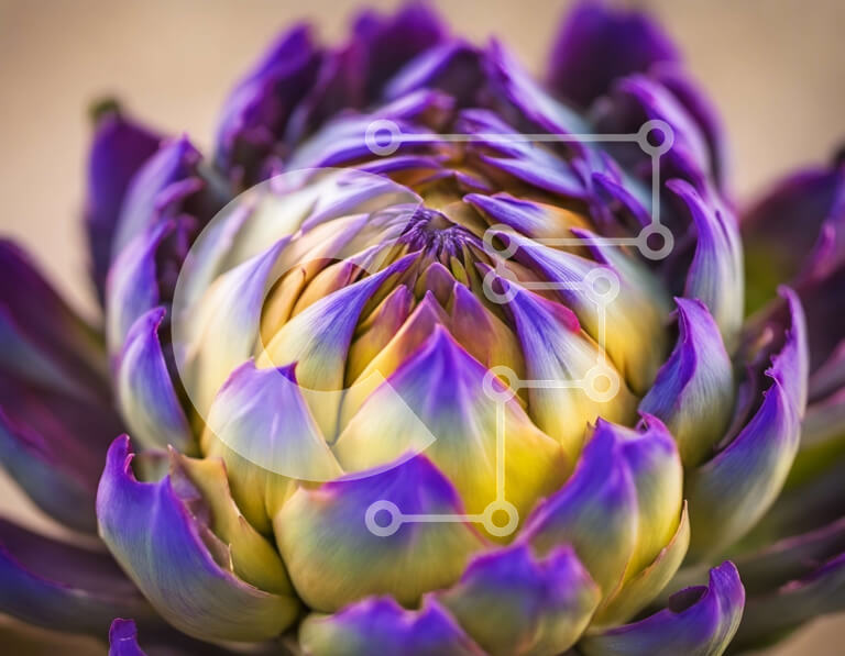 Intra Συλλεκτικό Ξύλινο Παζλ Plywood  4mm - Κοντινό πλάνο ενός πορφυρού και κίτρινου λουλουδιού αγκινάρας Σε Ξύλινο Κουτί - Διαστάσεις: 10x10 cm – 25 κομμάτια