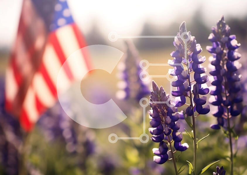 Intra Συλλεκτικό Ξύλινο Παζλ Plywood  4mm - Μωβ λουλούδια λούπινου σε χωράφι με αμερικανική σημαία Σε Ξύλινο Κουτί - Διαστάσεις: 10x10 cm – 25 κομμάτια