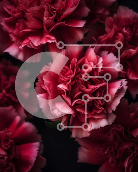 Σετ των 2 Intra Συλλεκτικό Ξύλινο Παζλ Plywood  4mm - Ανθισμένα κόκκινα γαρίφαλα στο σκοτάδι Σε Ξύλινο Κουτί - Διαστάσεις: 10x10 cm – 25 κομμάτια