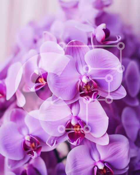 Intra Συλλεκτικό Ξύλινο Παζλ Plywood  4mm - Κοντινό πλάνο μωβ ορχιδέες στην άνθιση Σε Ξύλινο Κουτί - Διαστάσεις: 10x10 cm – 25 κομμάτια