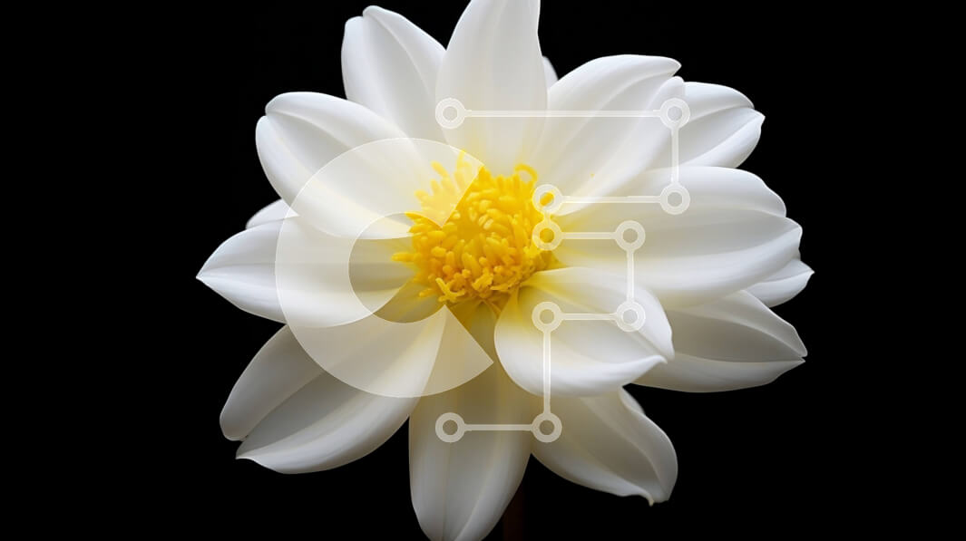 Intra Συλλεκτικό Ξύλινο Παζλ Plywood  4mm - Μονό λευκό λουλούδι σε μαύρο φόντο Σε Ξύλινο Κουτί - Διαστάσεις: 10x10 cm – 25 κομμάτια