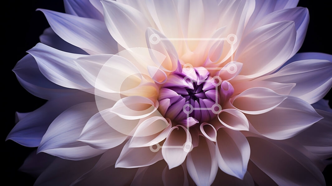 Intra Συλλεκτικό Ξύλινο Παζλ Plywood  4mm - Μεγάλο λευκό λουλούδι με μωβ πέταλα σε μαύρο φόντο Σε Ξύλινο Κουτί - Διαστάσεις: 10x10 cm – 25 κομμάτια