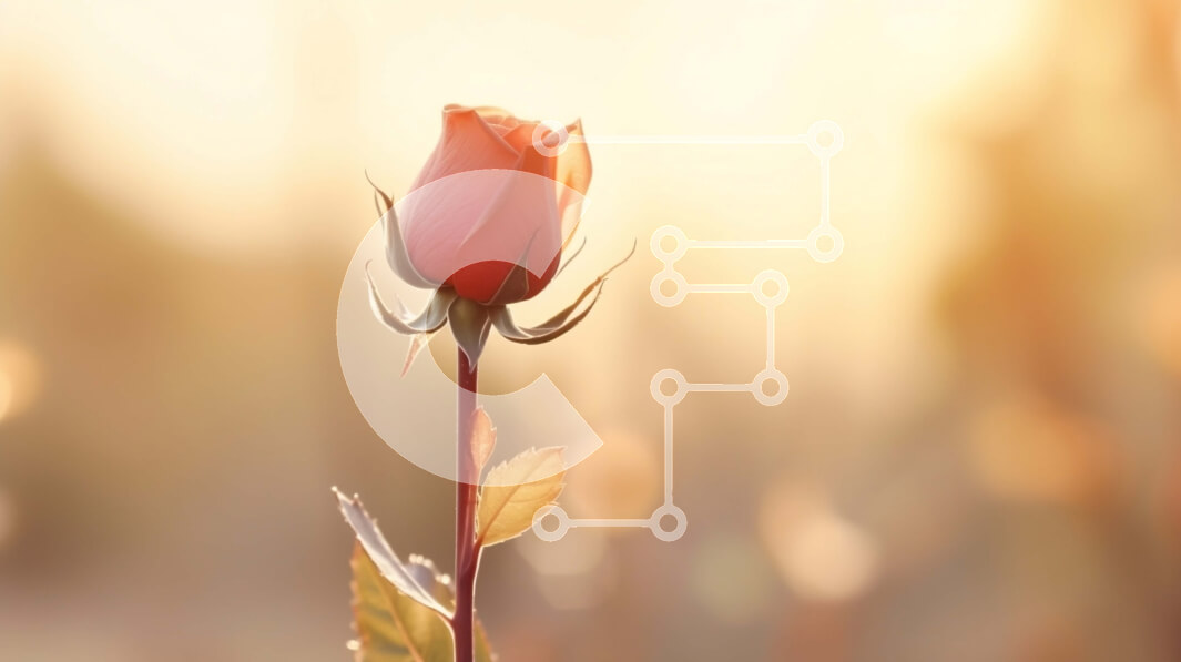 Intra Συλλεκτικό Ξύλινο Παζλ Plywood  4mm - Μονό κόκκινο τριαντάφυλλο σε ανοιχτό χωράφι Σε Ξύλινο Κουτί - Διαστάσεις: 10x10 cm – 25 κομμάτια