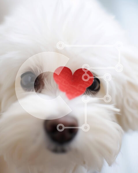 Σετ των 2 Intra Συλλεκτικό Ξύλινο Παζλ Plywood  4mm - Λευκό σκυλί με την καρδιά στη μύτη Σε Ξύλινο Κουτί - Διαστάσεις: 10x10 cm – 25 κομμάτια