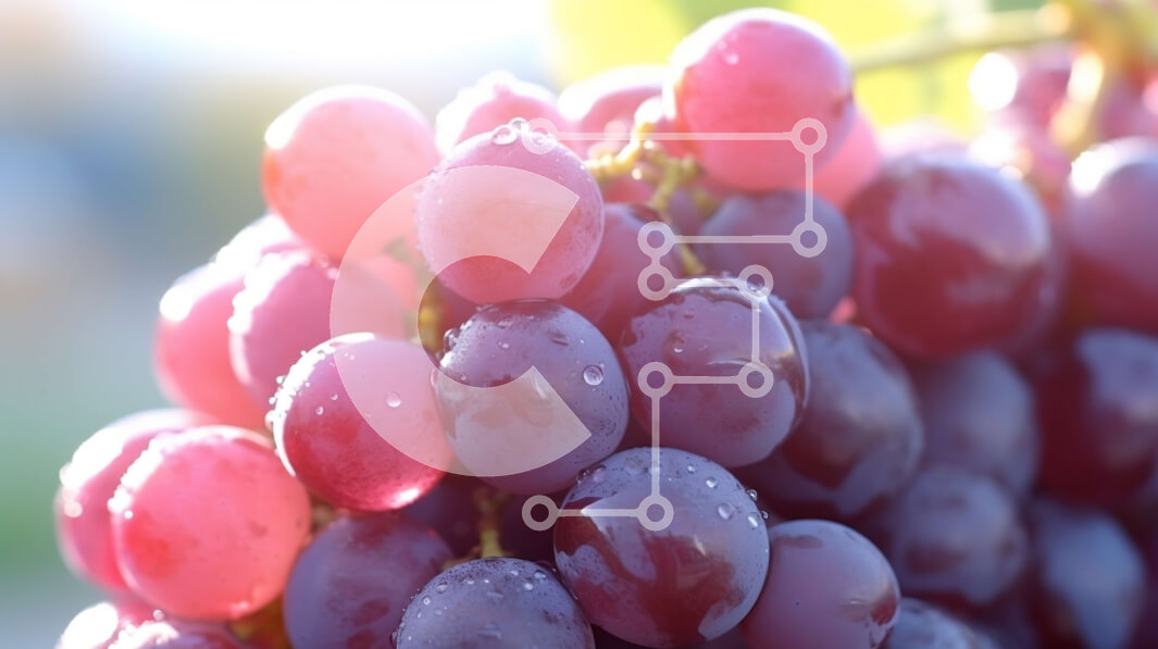 Σετ των 2 Intra Συλλεκτικό Ξύλινο Παζλ Plywood  4mm - Ώριμα κόκκινα σταφύλια σε ένα αμπέλι Σε Ξύλινο Κουτί - Διαστάσεις: 10x10 cm – 25 κομμάτια