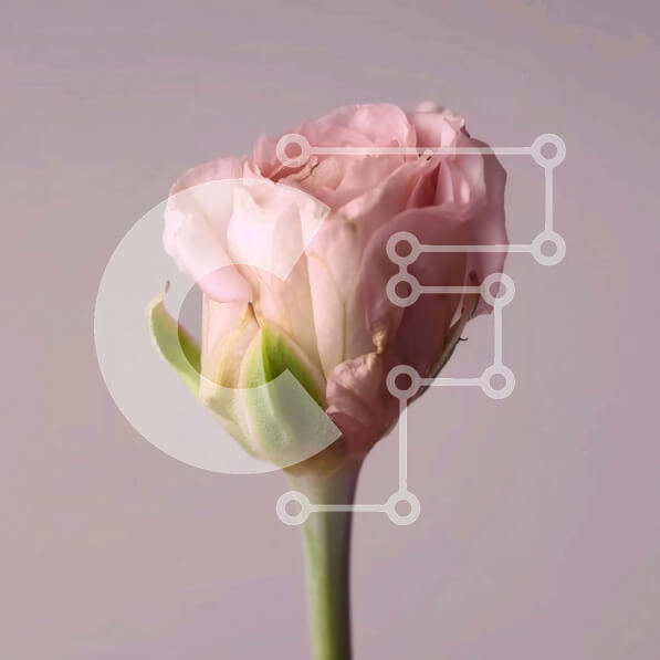 Intra Συλλεκτικό Ξύλινο Παζλ Plywood  4mm - Μονό ροζ τριαντάφυλλο σε υπόλευκο φόντο Σε Ξύλινο Κουτί - Διαστάσεις: 10x10 cm – 25 κομμάτια