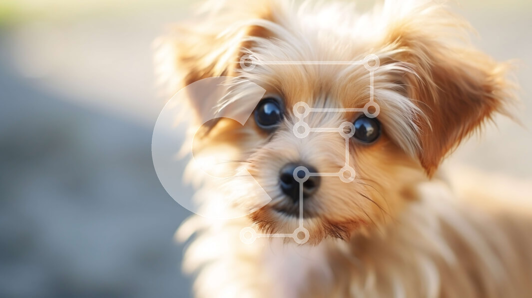 Σετ των 2 Intra Συλλεκτικό Ξύλινο Παζλ Plywood  4mm - Χνουδωτό σκυλί με σγουρή ουρά σε εξωτερικό περιβάλλον Σε Ξύλινο Κουτί - Διαστάσεις: 10x10 cm – 25 κομμάτια