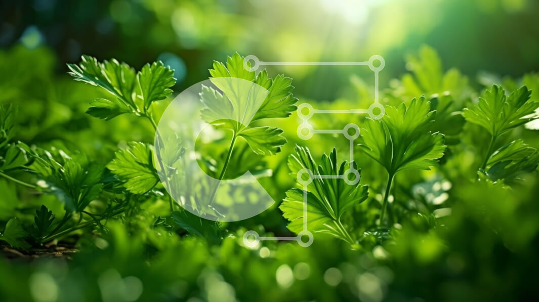 Intra Συλλεκτικό Ξύλινο Παζλ Plywood  4mm - Κοντινό πλάνο με φρέσκα πράσινα φύλλα μαϊντανού σε έναν κήπο Σε Ξύλινο Κουτί - Διαστάσεις: 10x10 cm – 25 κομμάτια