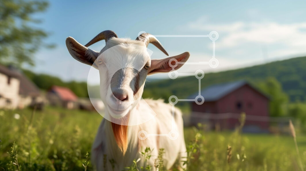 Σετ των 2 Intra Συλλεκτικό Ξύλινο Παζλ Plywood  4mm - Λευκή κατσίκα σε ένα χορταριασμένο χωράφι Σε Ξύλινο Κουτί - Διαστάσεις: 10x10 cm – 25 κομμάτια