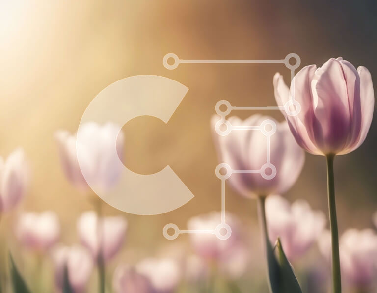 Intra Συλλεκτικό Ξύλινο Παζλ Plywood  4mm - Πεδίο με ροζ τουλίπες σε πλήρη άνθιση Σε Ξύλινο Κουτί - Διαστάσεις: 10x10 cm – 25 κομμάτια