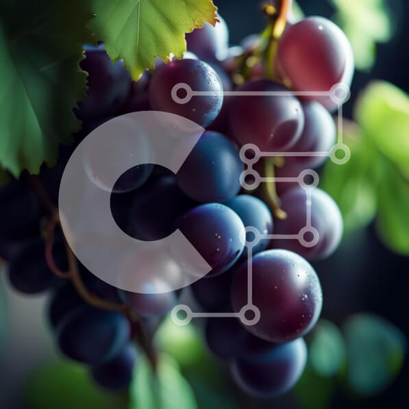 Σετ των 2 Intra Συλλεκτικό Ξύλινο Παζλ Plywood  4mm - Νόστιμη εικόνα των φρέσκων μωβ σταφυλιών σε ένα κλήμα Σε Ξύλινο Κουτί - Διαστάσεις: 10x10 cm – 25 κομμάτια