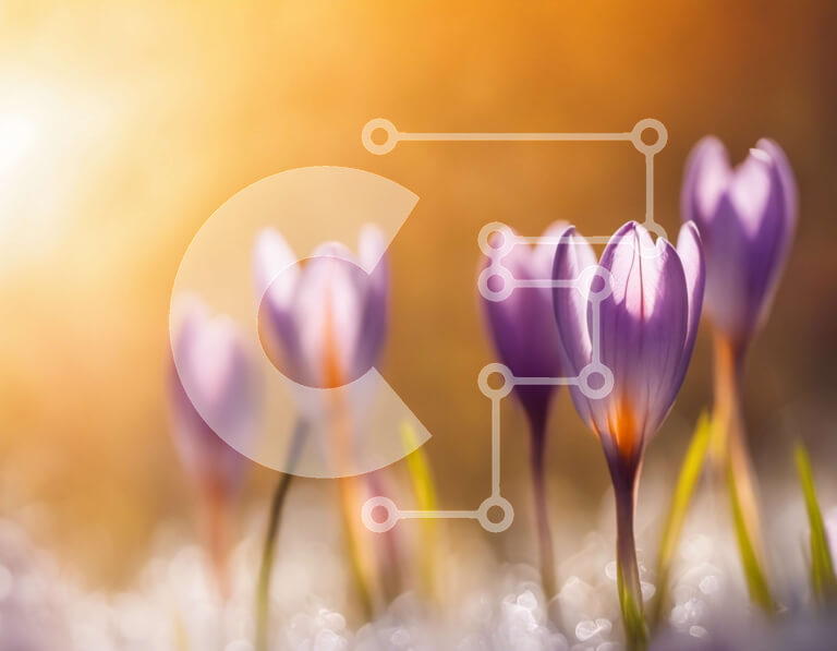 Intra Συλλεκτικό Ξύλινο Παζλ Plywood  4mm - Μωβ κρόκοι σε ένα χωράφι στην ανατολή του ηλίου Σε Ξύλινο Κουτί - Διαστάσεις: 10x10 cm – 25 κομμάτια