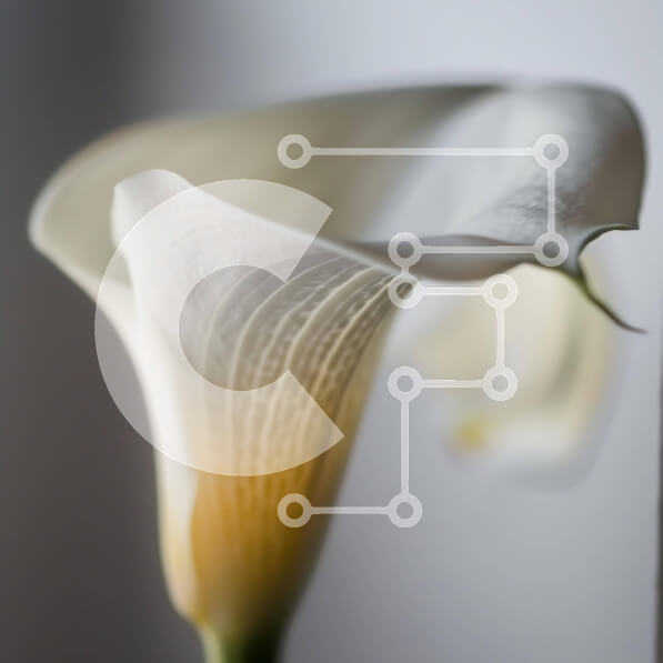 Intra Συλλεκτικό Ξύλινο Παζλ Plywood  4mm - Μονό λευκό λουλούδι Calla Lily in Bloom Σε Ξύλινο Κουτί - Διαστάσεις: 10x10 cm – 25 κομμάτια