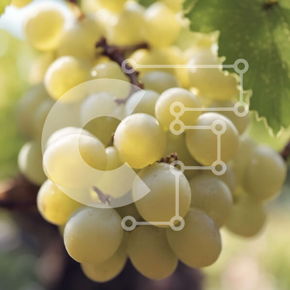 Intra Συλλεκτικό Ξύλινο Παζλ Plywood  4mm - Λευκά σταφύλια που κρέμονται από ένα αμπέλι Σε Ξύλινο Κουτί - Διαστάσεις: 10x10 cm – 25 κομμάτια