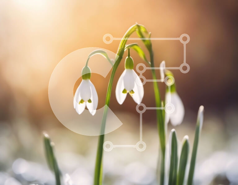 Intra Συλλεκτικό Ξύλινο Παζλ Plywood  4mm - Ανθισμένες χιονοστιβάδες σε ένα χορταριασμένο χωράφι Σε Ξύλινο Κουτί - Διαστάσεις: 10x10 cm – 25 κομμάτια