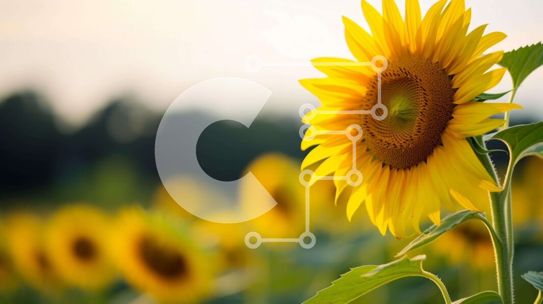 Intra Συλλεκτικό Ξύλινο Παζλ Plywood  4mm - Φωτεινός ηλίανθος σε ένα ανοιχτό χωράφι με δέντρα Σε Ξύλινο Κουτί - Διαστάσεις: 10x10 cm – 25 κομμάτια