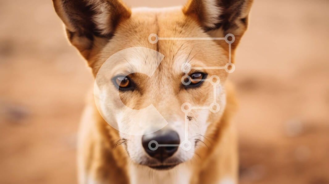 Σετ των 2 Intra Συλλεκτικό Ξύλινο Παζλ Plywood  4mm - Περίεργος καφέ σκύλος με μαύρισμα ρύγχος και καστανά μάτια Σε Ξύλινο Κουτί - Διαστάσεις: 10x10 cm – 25 κομμάτια