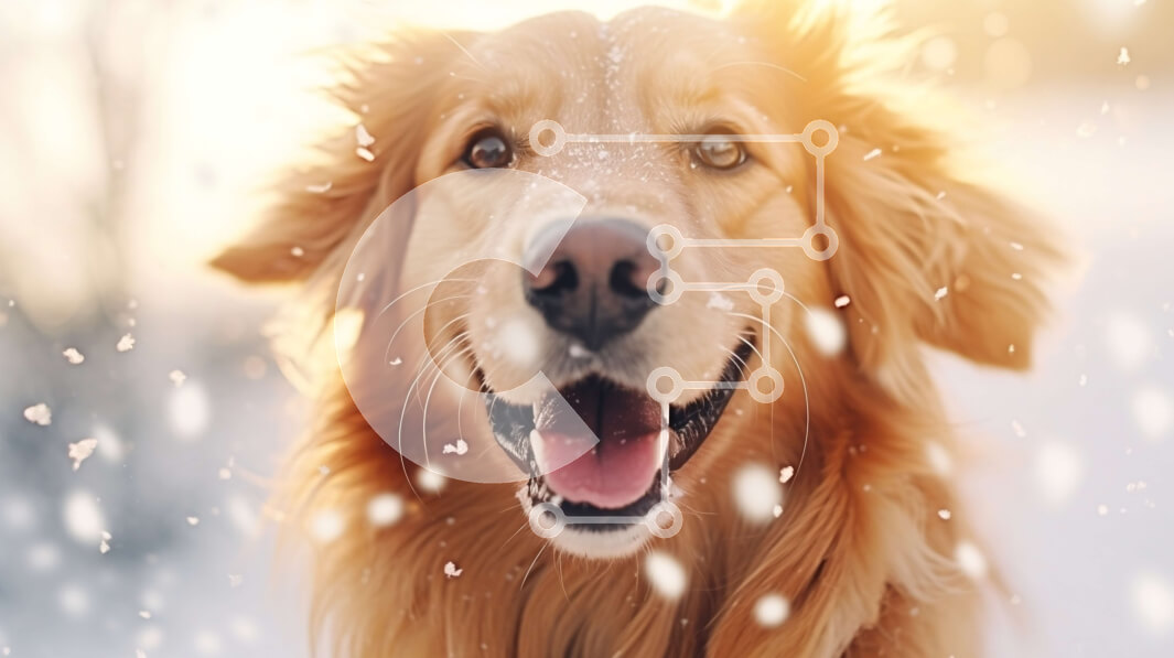 Σετ των 2 Intra Συλλεκτικό Ξύλινο Παζλ Plywood  4mm - Σκύλος Γκόλντεν Ριτρίβερ στο χιόνι Σε Ξύλινο Κουτί - Διαστάσεις: 10x10 cm – 25 κομμάτια