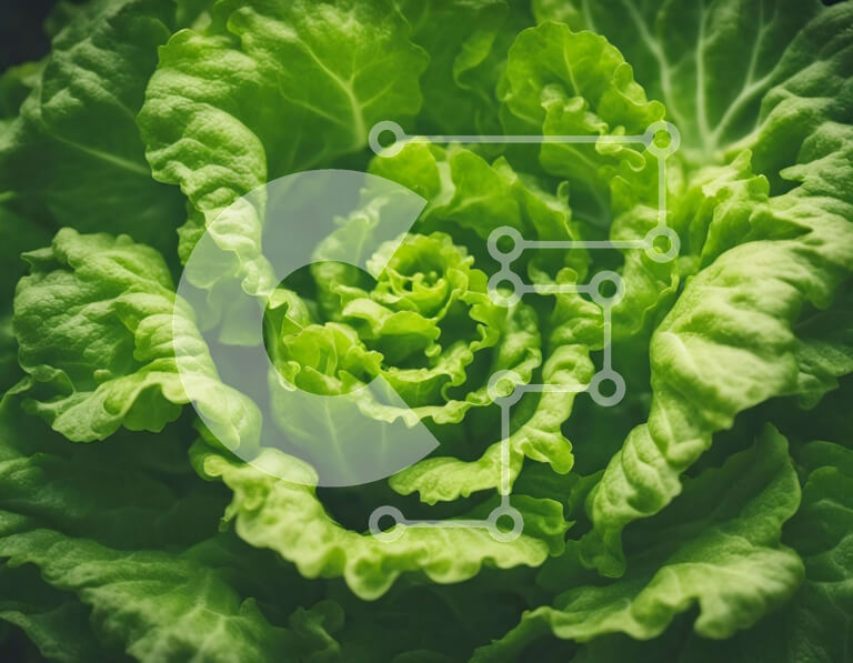 Σετ των 2 Intra Συλλεκτικό Ξύλινο Παζλ Plywood  4mm - Κοντινό πλάνο ενός υγιούς πράσινου φυλλώδους λαχανικού όπως το μαρούλι Σε Ξύλινο Κουτί - Διαστάσεις: 10x10 cm – 25 κομμάτια