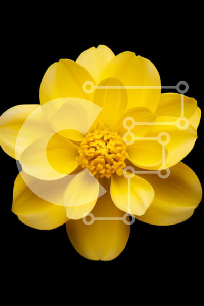 Σετ των 2 Intra Συλλεκτικό Ξύλινο Παζλ Plywood  4mm - Μονό κίτρινο λουλούδι σε μαύρο φόντο Σε Ξύλινο Κουτί - Διαστάσεις: 10x10 cm – 25 κομμάτια