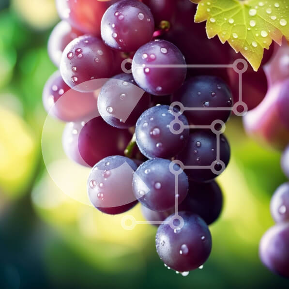 Intra Συλλεκτικό Ξύλινο Παζλ Plywood  4mm - Όμορφη εικόνα μωβ σταφυλιών με σταγονίδια νερού σε ένα κλήμα Σε Ξύλινο Κουτί - Διαστάσεις: 10x10 cm – 25 κομμάτια