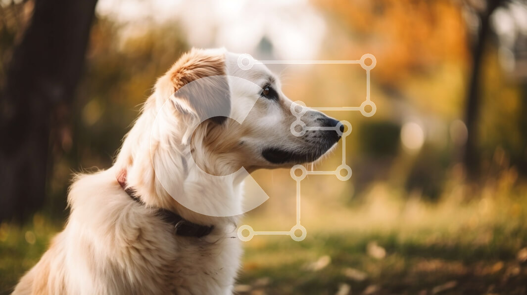 Intra Συλλεκτικό Ξύλινο Παζλ Plywood  4mm - Κοντινή όψη του σοβαρού σκύλου Γκόλντεν Ριτρίβερ Σε Ξύλινο Κουτί - Διαστάσεις: 10x10 cm – 25 κομμάτια