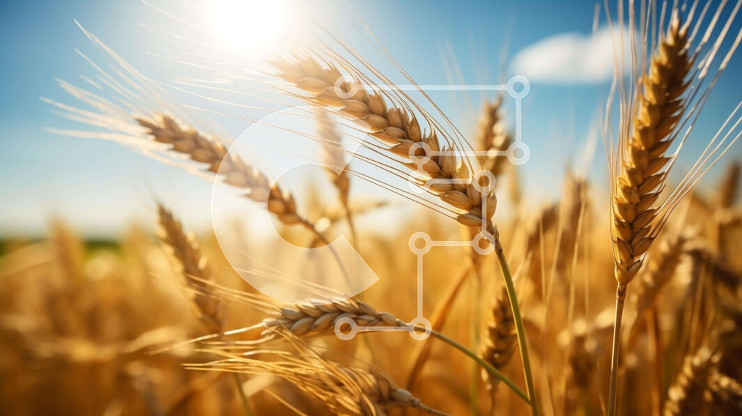 Intra Συλλεκτικό Ξύλινο Παζλ Plywood  4mm - Χρυσό χωράφι σίτου το καλοκαίρι με φωτεινή ηλιοφάνεια Σε Ξύλινο Κουτί - Διαστάσεις: 10x10 cm – 25 κομμάτια