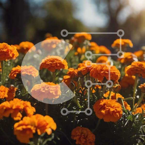 Intra Συλλεκτικό Ξύλινο Παζλ Plywood  4mm - Πεδίο με πορτοκαλί λουλούδια με λαμπερή ηλιοφάνεια Σε Ξύλινο Κουτί - Διαστάσεις: 10x10 cm – 25 κομμάτια