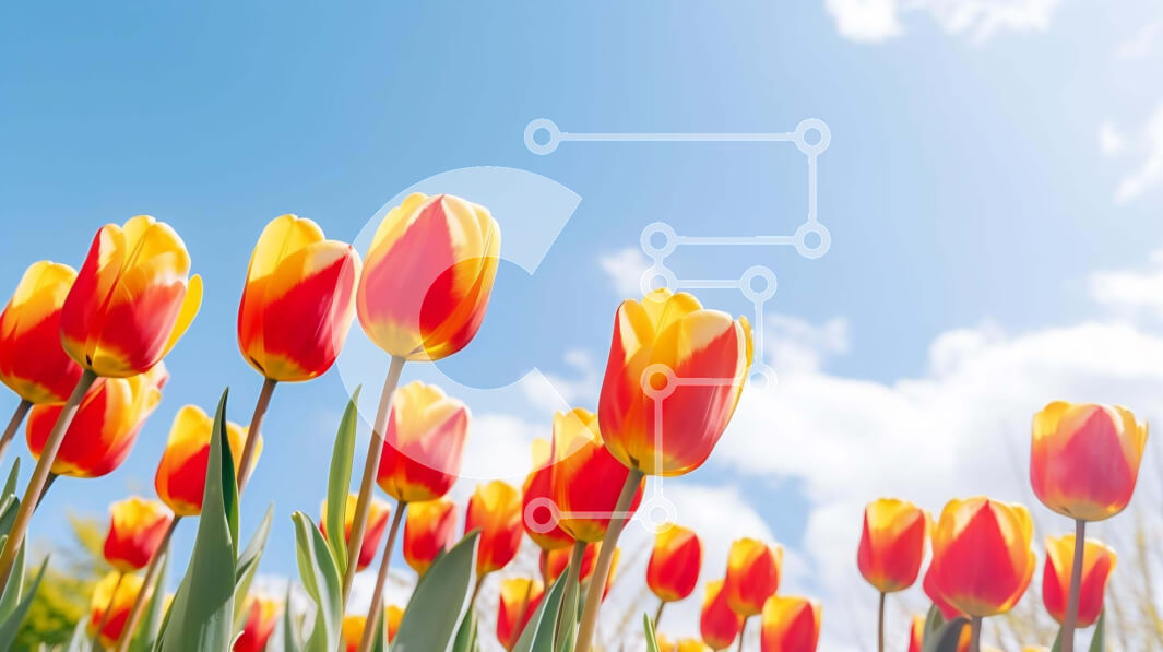 Intra Συλλεκτικό Ξύλινο Παζλ Plywood  4mm - Πεδίο με κόκκινες και κίτρινες τουλίπες με μπλε ουρανό Σε Ξύλινο Κουτί - Διαστάσεις: 10x10 cm – 25 κομμάτια