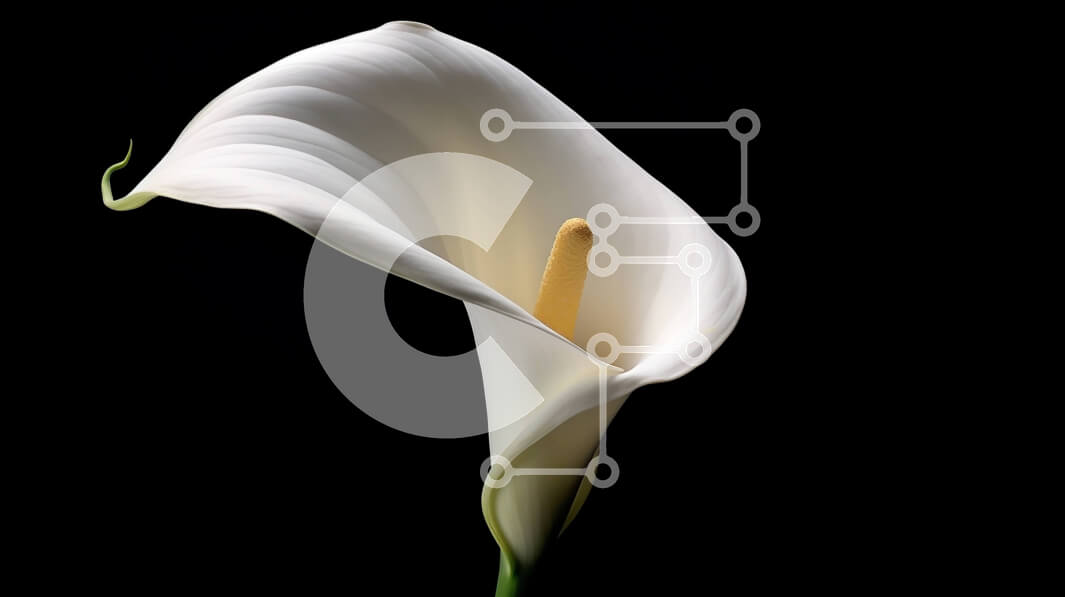 Intra Συλλεκτικό Ξύλινο Παζλ Plywood  4mm - Μονό λευκό Calla Lily σε μαύρο φόντο Σε Ξύλινο Κουτί - Διαστάσεις: 10x10 cm – 25 κομμάτια