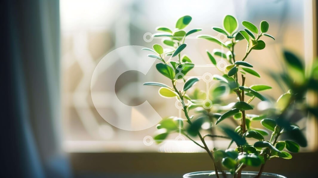 Intra Συλλεκτικό Ξύλινο Παζλ Plywood  4mm - Πράσινο φυτό μπροστά από ένα ανοιχτό παράθυρο Σε Ξύλινο Κουτί - Διαστάσεις: 10x10 cm – 25 κομμάτια