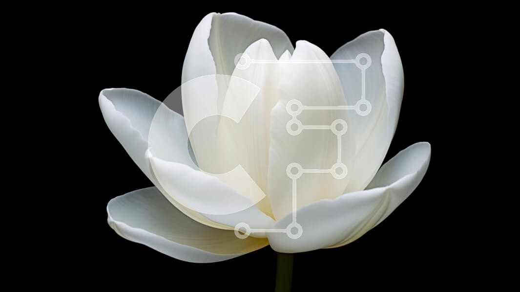 Intra Συλλεκτικό Ξύλινο Παζλ Plywood  4mm - Μονό λευκό λουλούδι που ανθίζει σε μαύρο φόντο Σε Ξύλινο Κουτί - Διαστάσεις: 10x10 cm – 25 κομμάτια