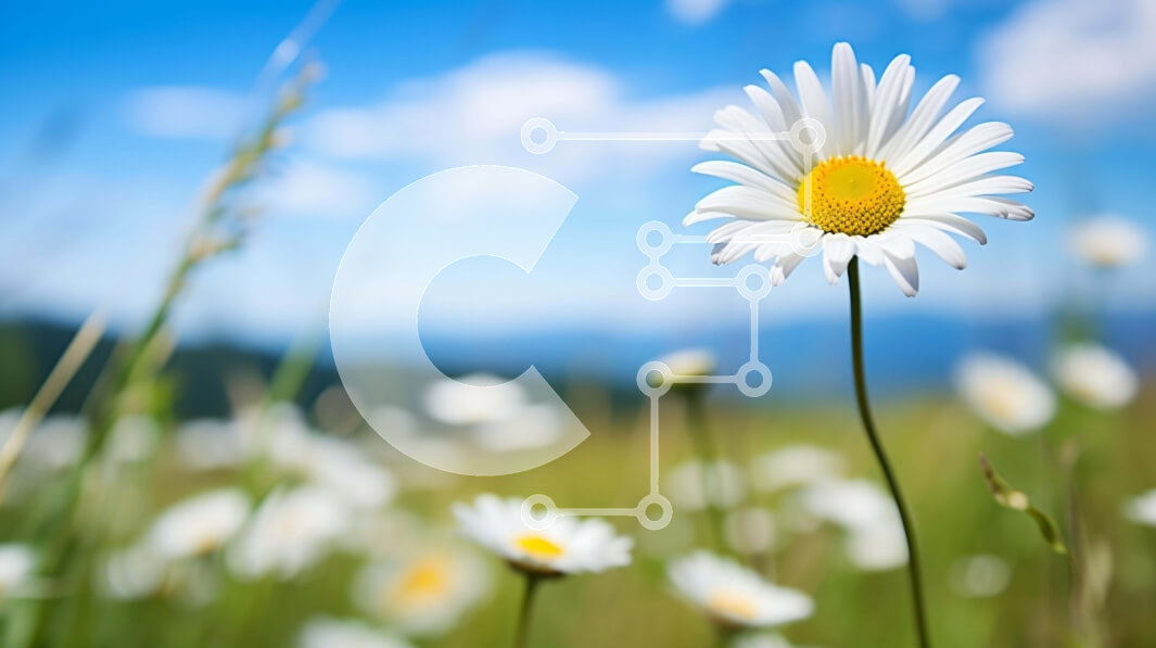 Intra Συλλεκτικό Ξύλινο Παζλ Plywood  4mm - Πεδίο με λευκές μαργαρίτες σε ένα λιβάδι με μπλε ουρανό Σε Ξύλινο Κουτί - Διαστάσεις: 10x10 cm – 25 κομμάτια