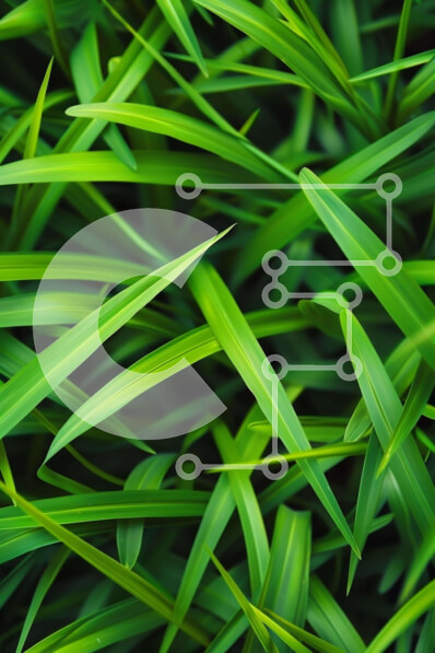 Σετ των 2 Intra Συλλεκτικό Ξύλινο Παζλ Plywood  4mm - Κοντινό πλάνο της πλούσιας και υγιούς πράσινης χλόης Σε Ξύλινο Κουτί - Διαστάσεις: 10x10 cm – 25 κομμάτια