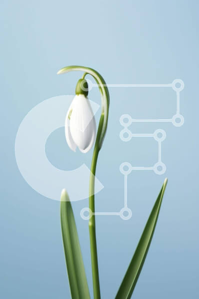 Σετ των 2 Intra Συλλεκτικό Ξύλινο Παζλ Plywood  4mm - Ενιαίο λευκό λουλούδι χιονιού σε άνθιση Σε Ξύλινο Κουτί - Διαστάσεις: 10x10 cm – 25 κομμάτια