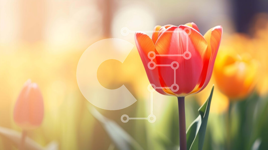 Intra Συλλεκτικό Ξύλινο Παζλ Plywood  4mm - Κόκκινη τουλίπα στο πορτοκαλί και κίτρινο πεδίο λουλουδιών Σε Ξύλινο Κουτί - Διαστάσεις: 10x10 cm – 25 κομμάτια