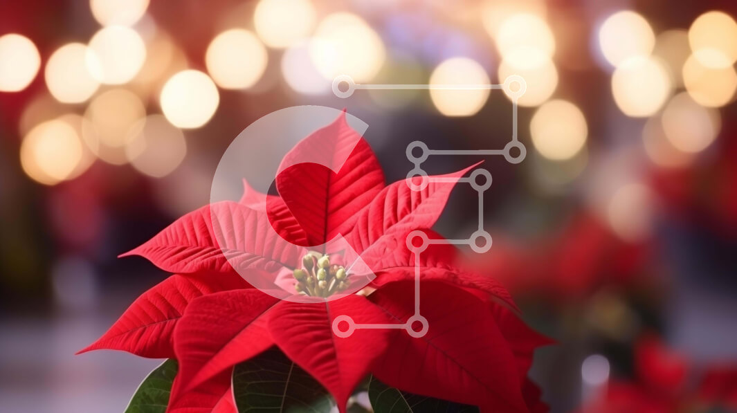 Intra Συλλεκτικό Ξύλινο Παζλ Plywood  4mm - Κόκκινο λουλούδι Poinsettia με φώτα Bokeh Σε Ξύλινο Κουτί - Διαστάσεις: 10x10 cm – 25 κομμάτια