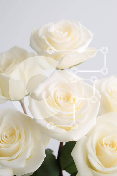 Σετ των 2 Intra Συλλεκτικό Ξύλινο Παζλ Plywood  4mm - Έξι ανθισμένα λευκά τριαντάφυλλα σε βάζο Σε Ξύλινο Κουτί - Διαστάσεις: 10x10 cm – 25 κομμάτια