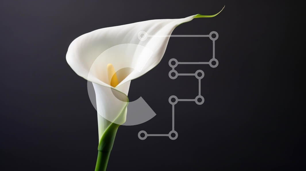 Intra Συλλεκτικό Ξύλινο Παζλ Plywood  4mm - Μονό λευκό Calla Lily σε μαύρο φόντο Σε Ξύλινο Κουτί - Διαστάσεις: 10x10 cm – 25 κομμάτια