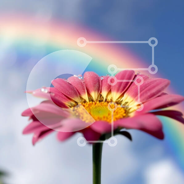 Intra Συλλεκτικό Ξύλινο Παζλ Plywood  4mm - Όμορφη εικόνα ενός ροζ λουλουδιού με σταγόνες βροχής μπροστά από ένα ουράνιο τόξο Σε Ξύλινο Κουτί - Διαστάσεις: 10x10 cm – 25 κομμάτια