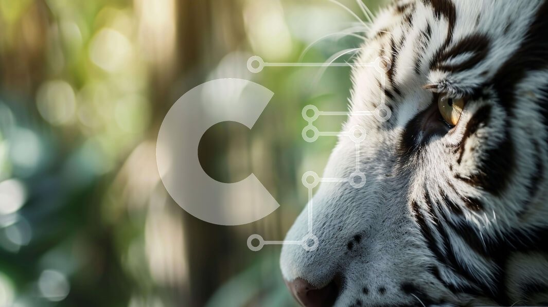 Σετ των 2 Intra Συλλεκτικό Ξύλινο Παζλ Plywood  4mm - Όμορφο πορτρέτο λευκής τίγρης Σε Ξύλινο Κουτί - Διαστάσεις: 10x10 cm – 25 κομμάτια