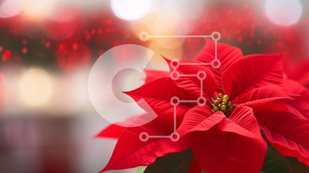 Intra Συλλεκτικό Ξύλινο Παζλ Plywood  4mm - Κόκκινο λουλούδι Poinsettia με πολύχρωμα φώτα και Bokeh Σε Ξύλινο Κουτί - Διαστάσεις: 10x10 cm – 25 κομμάτια