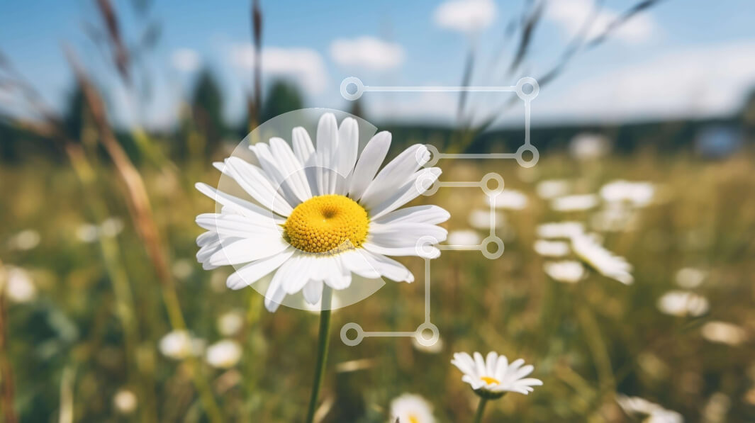 Intra Συλλεκτικό Ξύλινο Παζλ Plywood  4mm - Λευκή και κίτρινη μαργαρίτα σε ανοιχτό χωράφι με ψηλά χόρτα Σε Ξύλινο Κουτί - Διαστάσεις: 10x10 cm – 25 κομμάτια