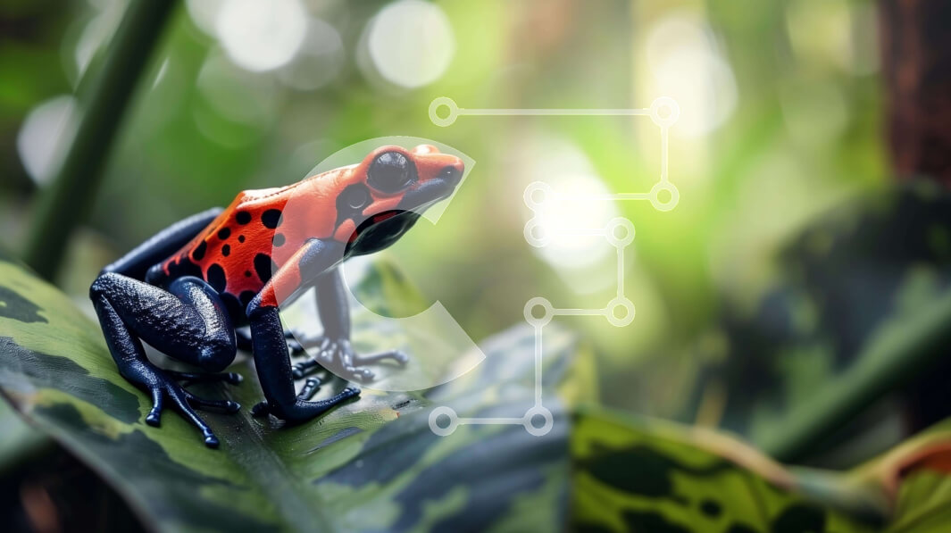 Intra Συλλεκτικό Ξύλινο Παζλ Plywood  4mm - Πορτοκαλί και μαύρος βάτραχος στο φύλλο στη ζούγκλα Σε Ξύλινο Κουτί - Διαστάσεις: 10x10 cm – 25 κομμάτια