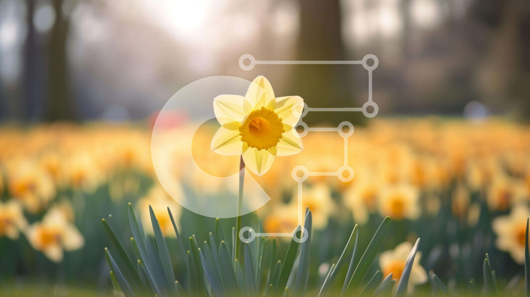 Intra Συλλεκτικό Ξύλινο Παζλ Plywood  4mm - Ζωντανοί κίτρινοι νάρκισσοι στον καταπράσινο κήπο της άνοιξης Σε Ξύλινο Κουτί - Διαστάσεις: 10x10 cm – 25 κομμάτια