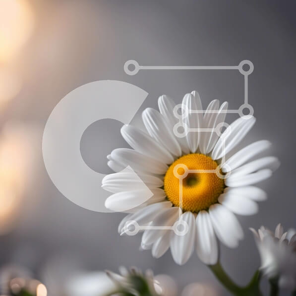 Intra Συλλεκτικό Ξύλινο Παζλ Plywood  4mm - Όμορφη εικόνα μιας λευκής μαργαρίτας σε γκρι φόντο Σε Ξύλινο Κουτί - Διαστάσεις: 10x10 cm – 25 κομμάτια