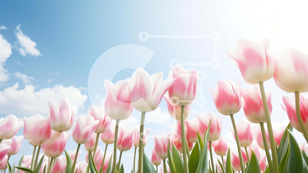 Intra Συλλεκτικό Ξύλινο Παζλ Plywood  4mm - Πεδίο με ροζ και λευκές τουλίπες με ουρανό στο φόντο Σε Ξύλινο Κουτί - Διαστάσεις: 10x10 cm – 25 κομμάτια