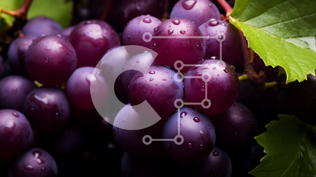 Intra Συλλεκτικό Ξύλινο Παζλ Plywood  4mm - Τσαμπί μωβ σταφύλια σε ένα αμπέλι Σε Ξύλινο Κουτί - Διαστάσεις: 10x10 cm – 25 κομμάτια