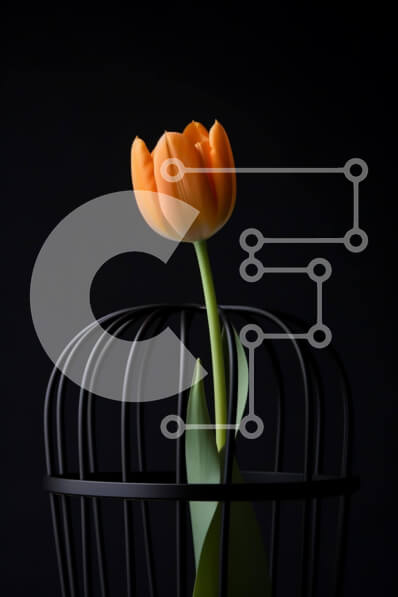 Σετ των 2 Intra Συλλεκτικό Ξύλινο Παζλ Plywood  4mm - Πορτοκαλί τουλίπα σε μαύρο μεταλλικό κλουβί Σε Ξύλινο Κουτί - Διαστάσεις: 10x10 cm – 25 κομμάτια